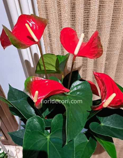 Pianta di anthurium