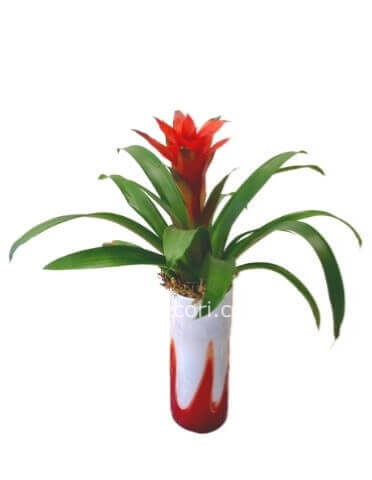 Pianta di guzmania con vaso