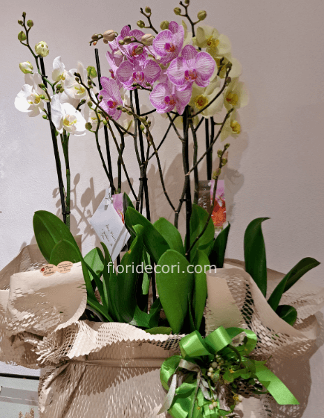 2 phaleonopsis con vaso