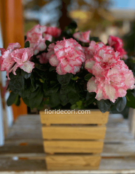 Azalea in vaso