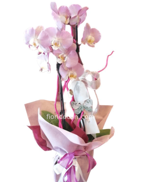 Pianta di Phaleonopsis, diversi colori a richiesta