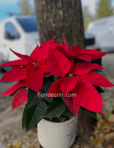 Stella Piccola con vaso