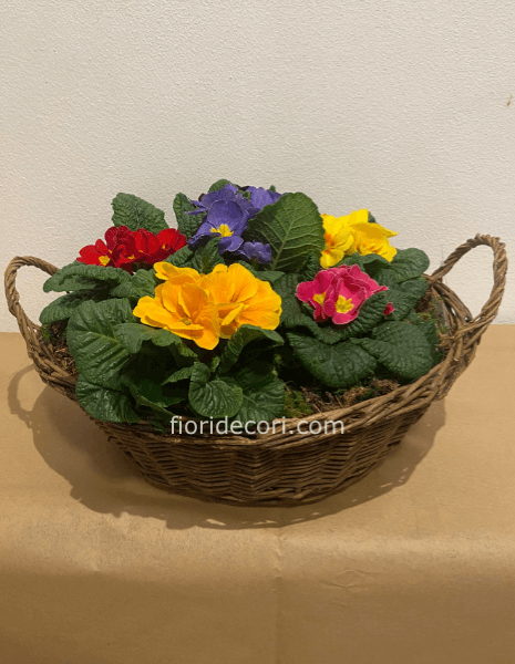 Cesto di primule