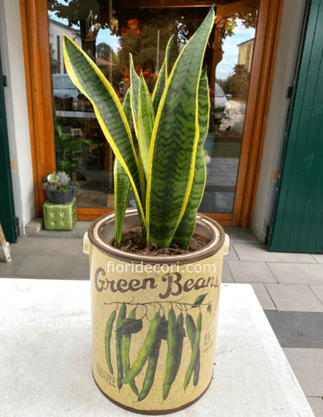 San Severia (solo pianta)