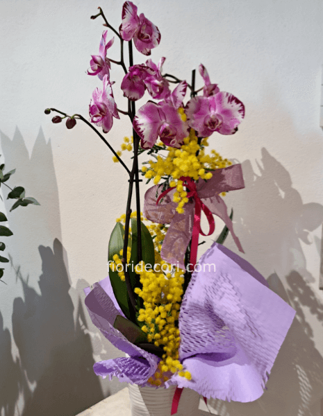 Pianta Phalenopsis con Mimosa