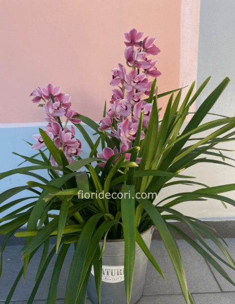 Cymbidium
