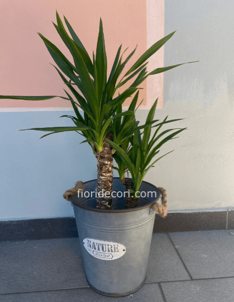 Yucca