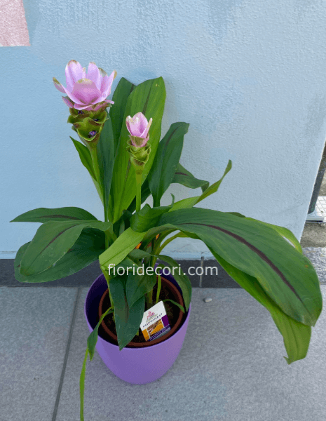 Curcuma