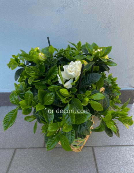 Gardenia