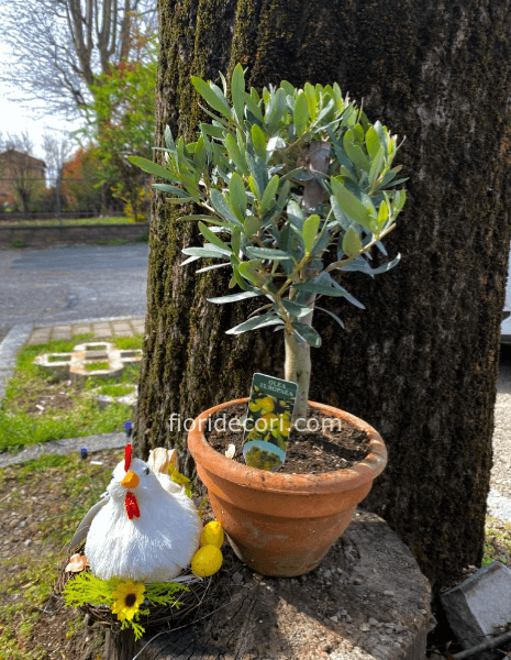 Pianta di Ulivo