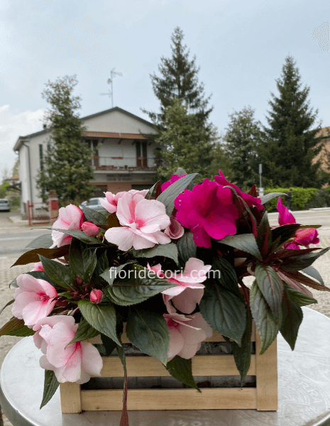 Nuova guinea con cassetta in legno