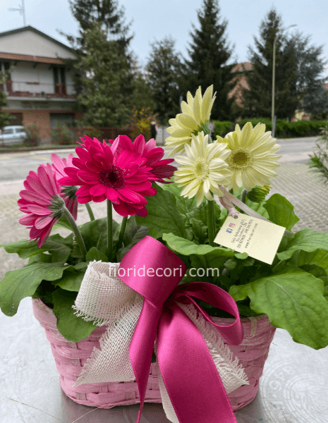 Gerbere con cesto