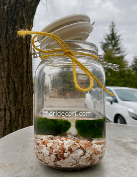 Alga Marimo