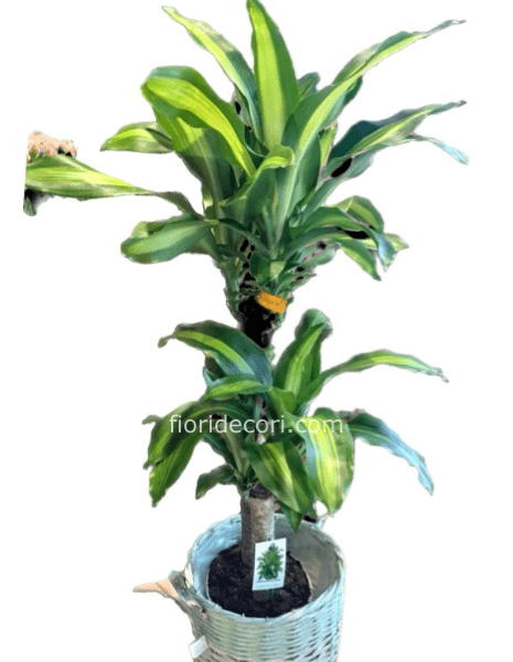 DRACENA