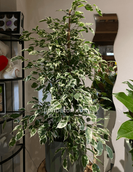 Ficus Benjamini
