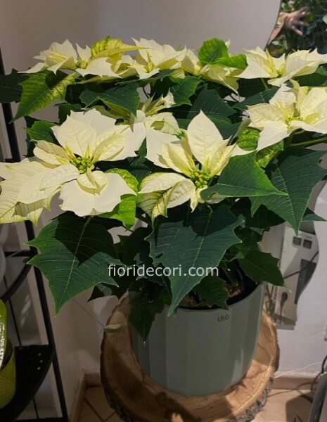 Stella piccola con vaso