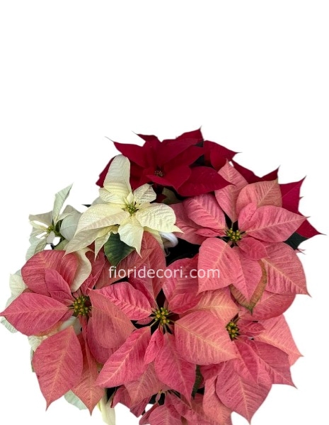 Stella di natale 3 colori