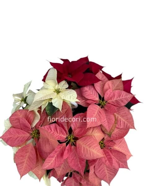 Stella di natale 3 colori