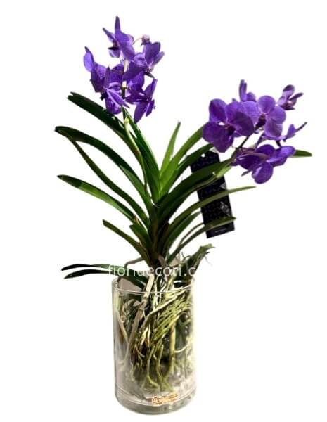 Orchidea vanda viola in vetro