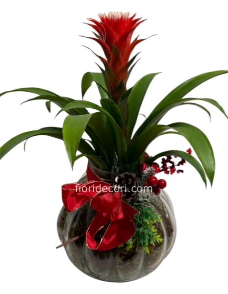 Guzmania con vaso natalizio
