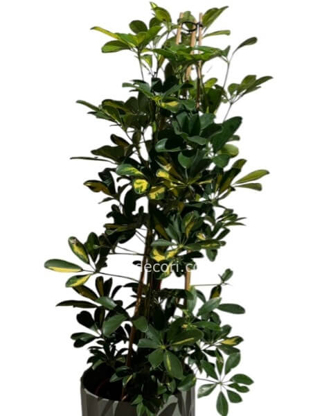 Schefflera